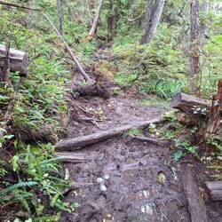 Muddy track