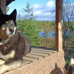 Ivalo, der Rudelchef