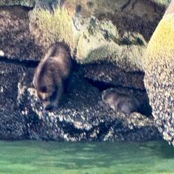 Grizzlymama mit zwei Cups