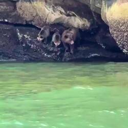 Grizzlies beim Muscheln fressen