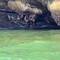Grizzlies beim Muscheln fressen