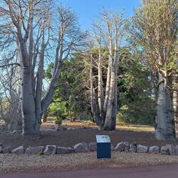 ...diese heißen : mother of the forest🥰 (Baobab)