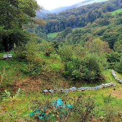 Des ruches