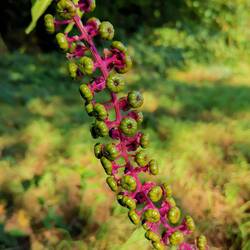 Invasive beauty!