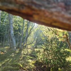 Vegetation