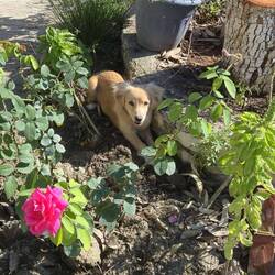 Der kleine Hund ist richtig cool und Katzen und Hühner wohnen hier auch