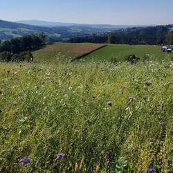 Zum Start gab's Weitsicht und Blumen...