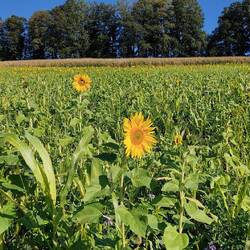...und Sonnenblumen...