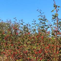 Herbst an der Ostsee.