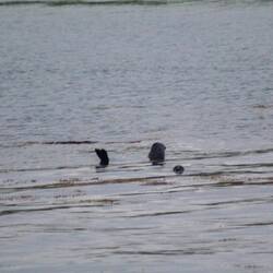 Das ist wohl eine Robbe... 😅