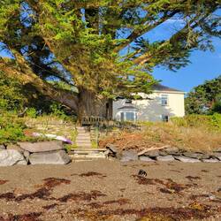 Our B&B from the beach. The tree was impressive.