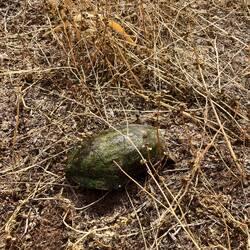 Schildkröte an meinem letzten Tag auf der Finca entdeckt 😍