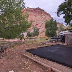 Die Hirsche als Nachbarn