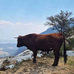 Modell "Kuh" in Action