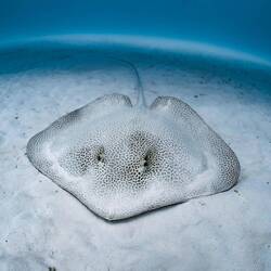 Leopard Stingray