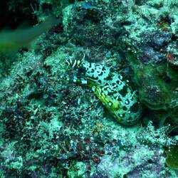 Dragon Eel