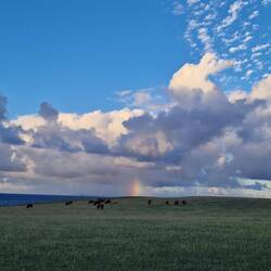 Meer, Kühe und Regenbogen...super Kombination