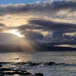 Suferin auf dem Weg zu den Wellen
