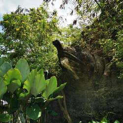 🐢