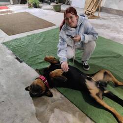 And the little dog called Hulk