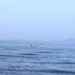 Da zappelt was in der Ferne