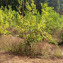 Lemon tree