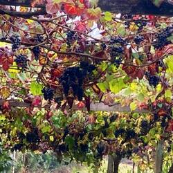 Grape arbor