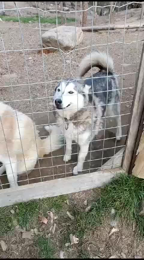 Hundewetter, zum heulen (mit Stöckchen im Mund)😂😂