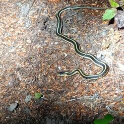 Erste Schlange seit langem! Weiß jemand was für eine?