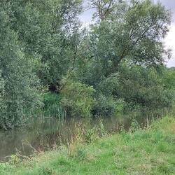 Grantchester Meadows