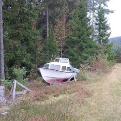 Boot im Wald