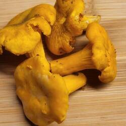 Buchstabe 4 Kästchen 1