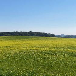 Kein Raps, aber auch schön gelb.