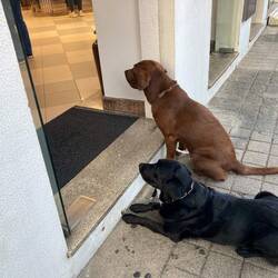 Dogs will be dogs.