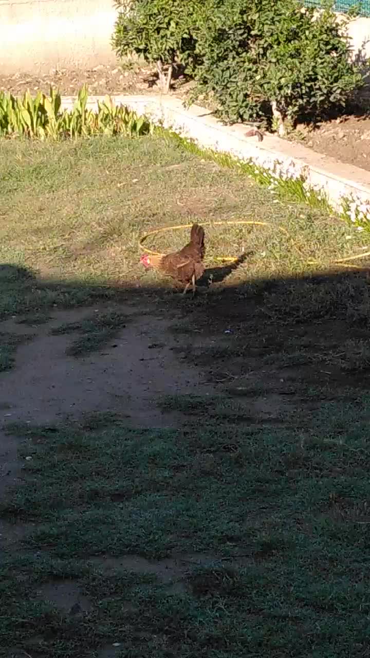 Hier noch eins der Hühner aus dem Garten 😅