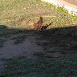 Hier noch eins der Hühner aus dem Garten 😅