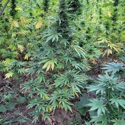 Diese Pflänzchen werden hier überall angebaut, sogar auf dem Campingplatz