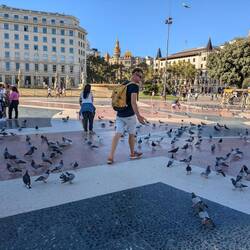 So viele Tauben wie in Venedig 🫣