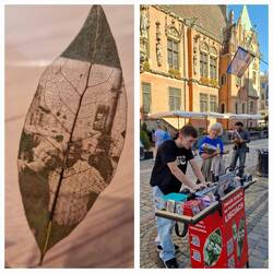 Onze foto werd op een laurierblad gelaserd