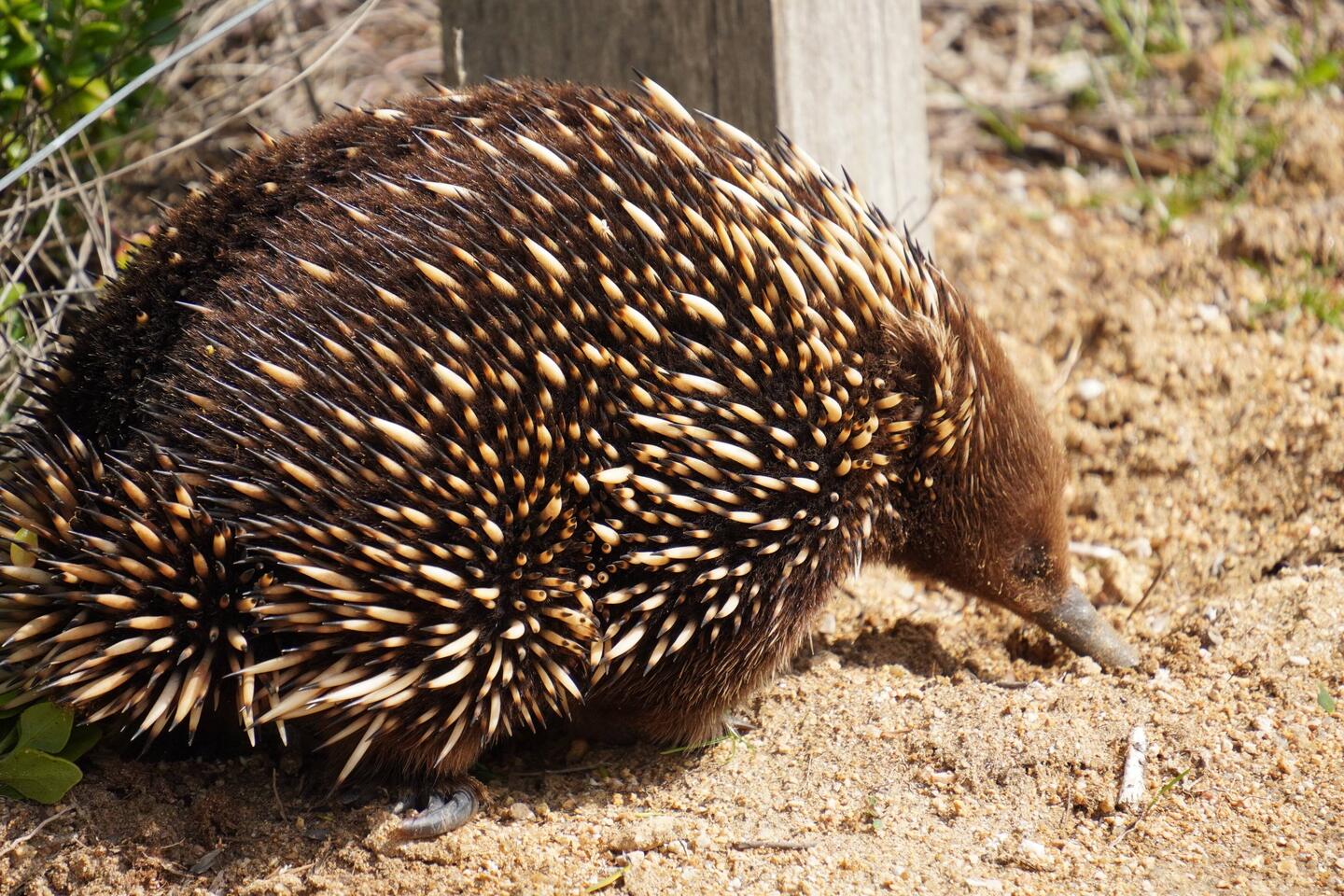 Quills & a diet of ants/termites, Echidnas (& platypus) are the only mammals that lay eggs!