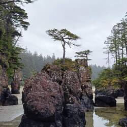 Bonsai conifers