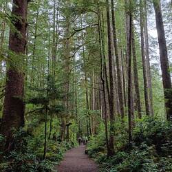 Hikers in the forest on a super easy trail
