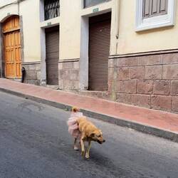 Cane ballerino con il tutù