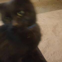 Die Katze auf dem Schoß