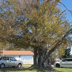 Ein schöner alter Baum neben der Kapelle