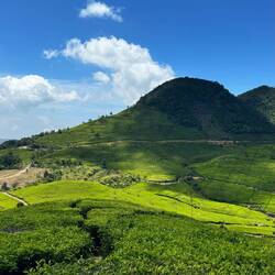 Patuahwattee Teaplantation