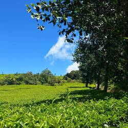 Patuahwattee Teaplantation