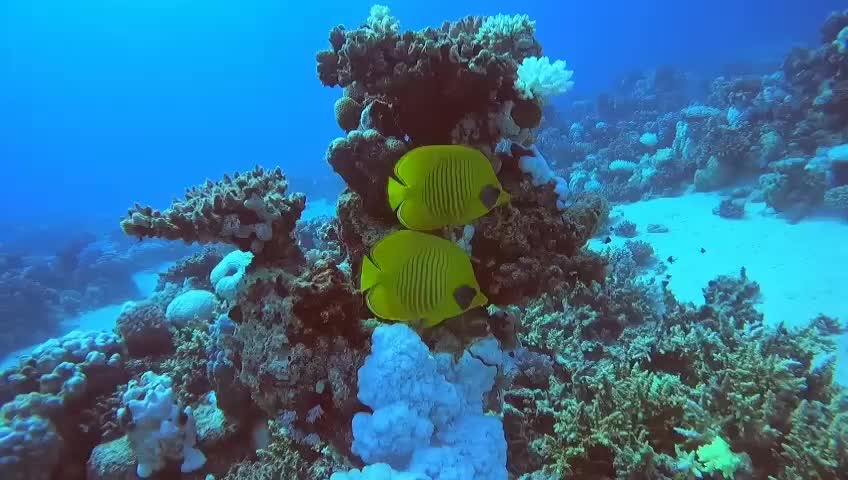 Zitronenfalterfische - gibt es nur im Roten Meer und bleiben immer zusammen 🥰