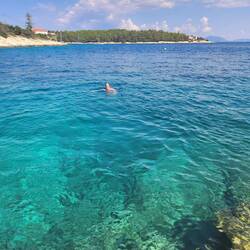 Ross' turn for a swim