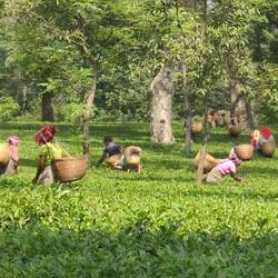 Die Wah Tea Pflücker Mädels